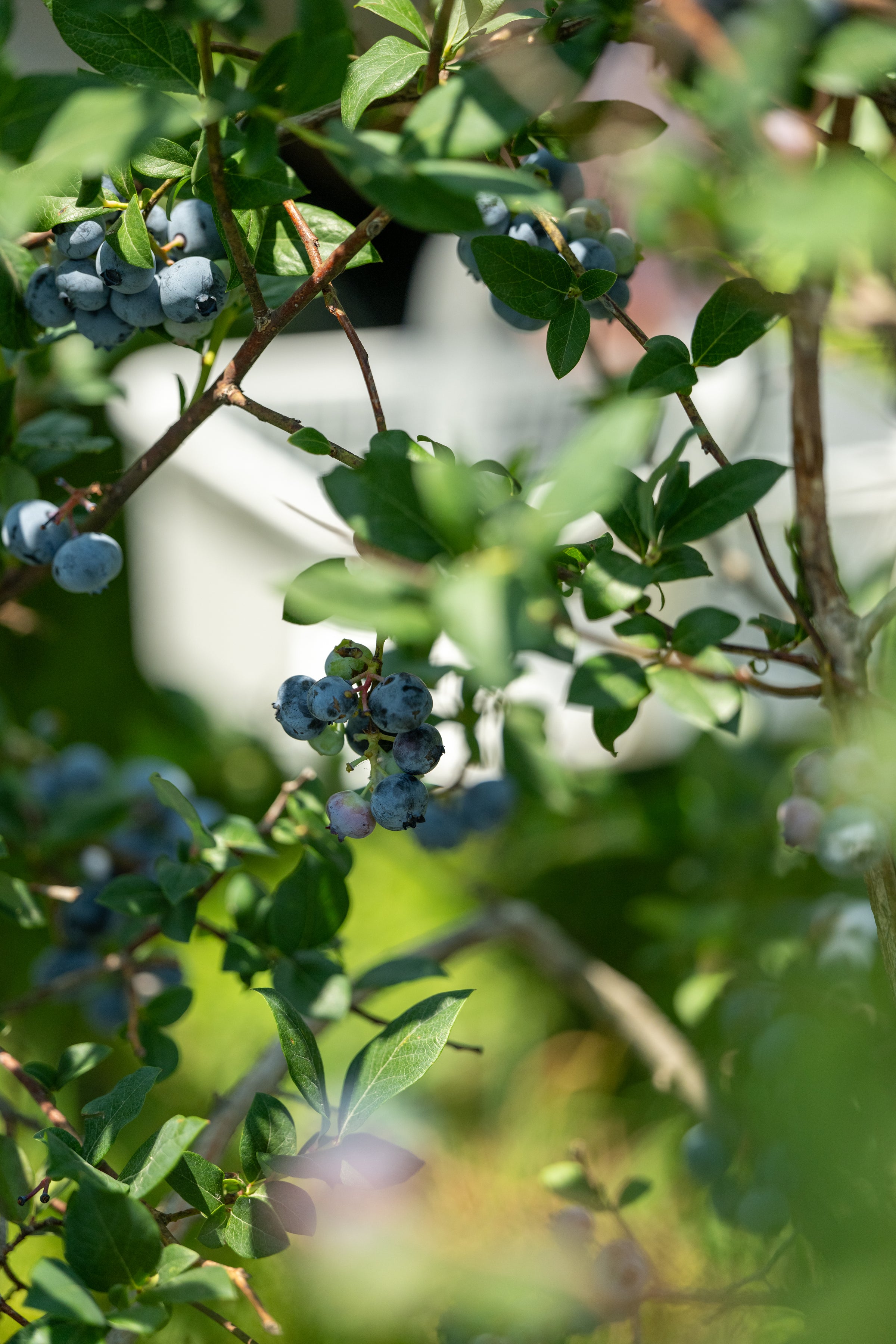 blueberry bush