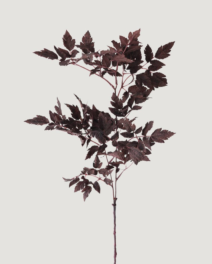 Plum Cimicifuga Ramosa Leaves