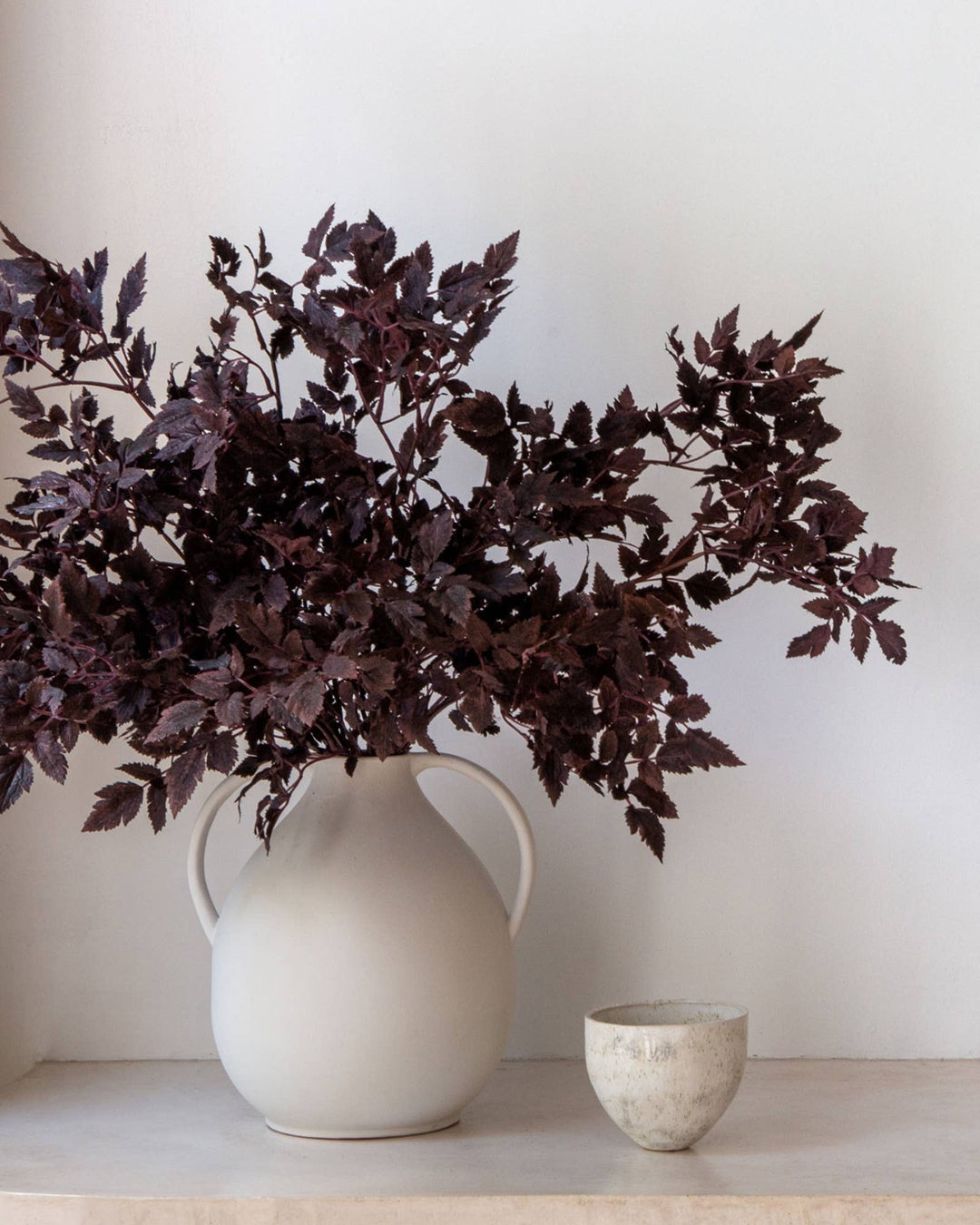 Plum Cimicifuga Ramosa Leaves