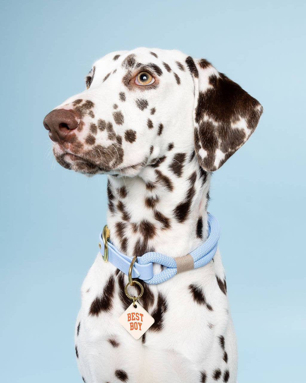 Best Boy Pet Tag