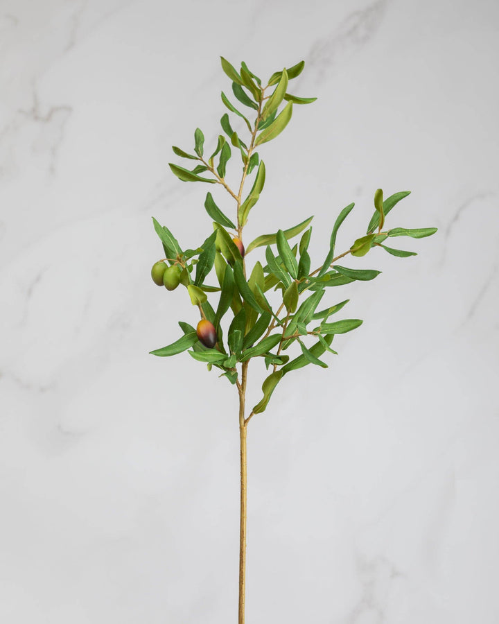 Olive Leaf Branch