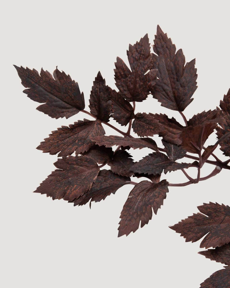 Plum Cimicifuga Ramosa Leaves