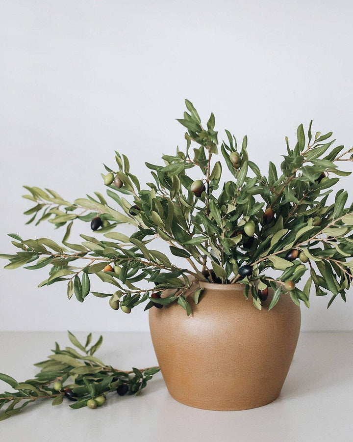 Olive Leaf Branch