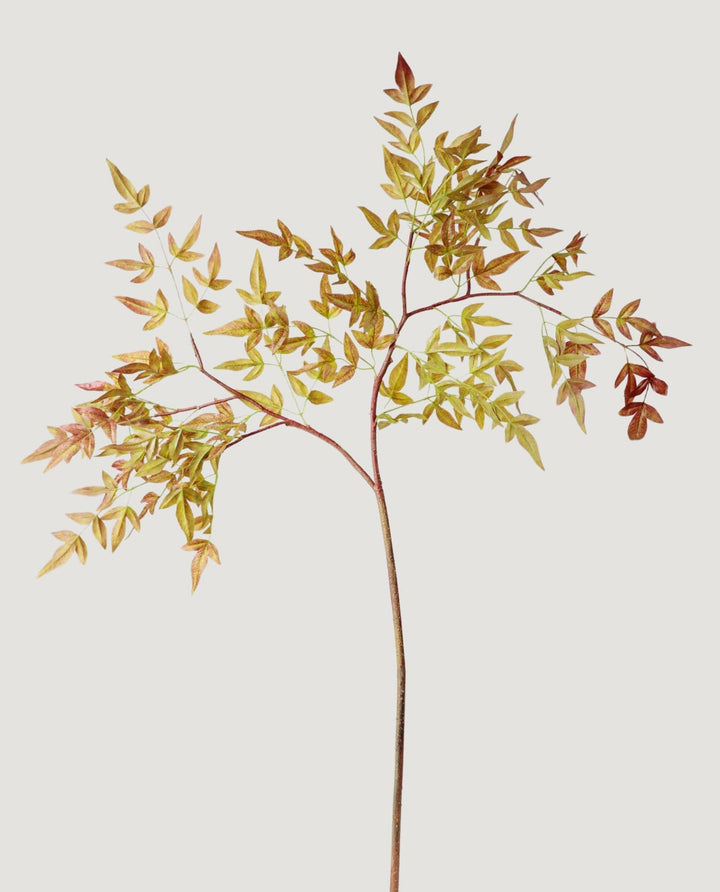 Nandina Leaf Branch