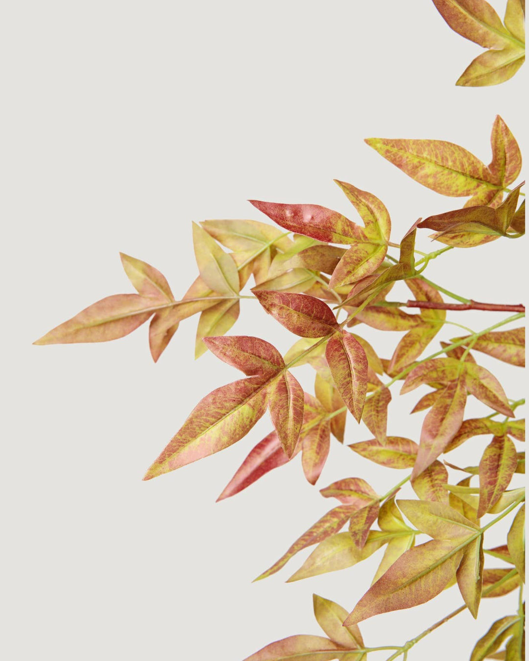 Nandina Leaf Branch