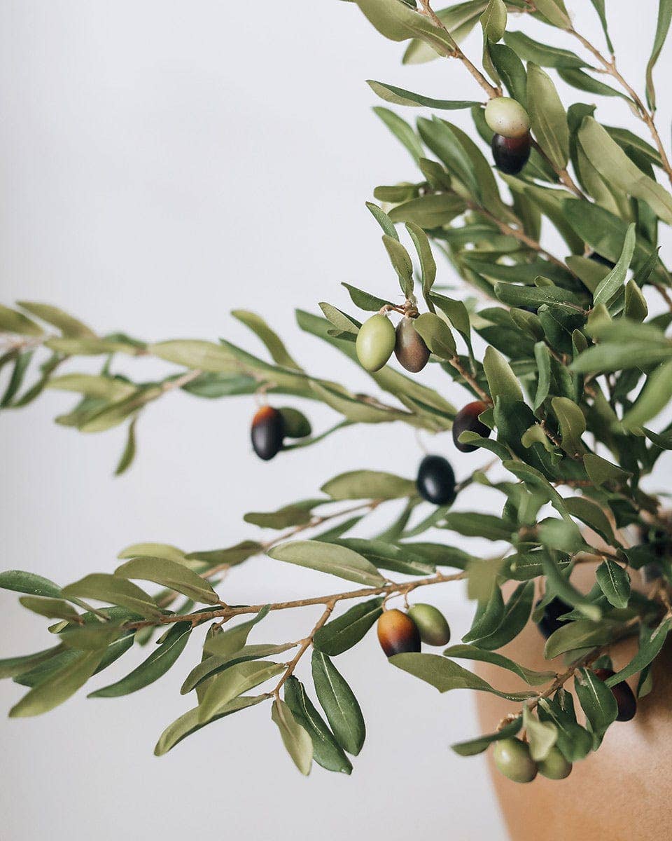 Olive Leaf Branch