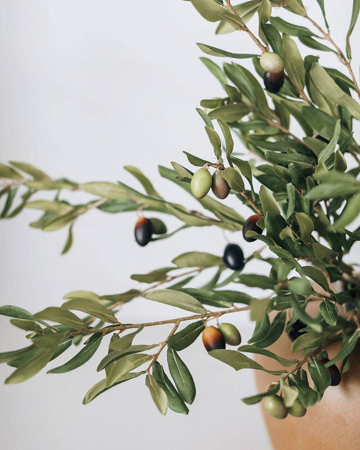 Olive Leaf Branch